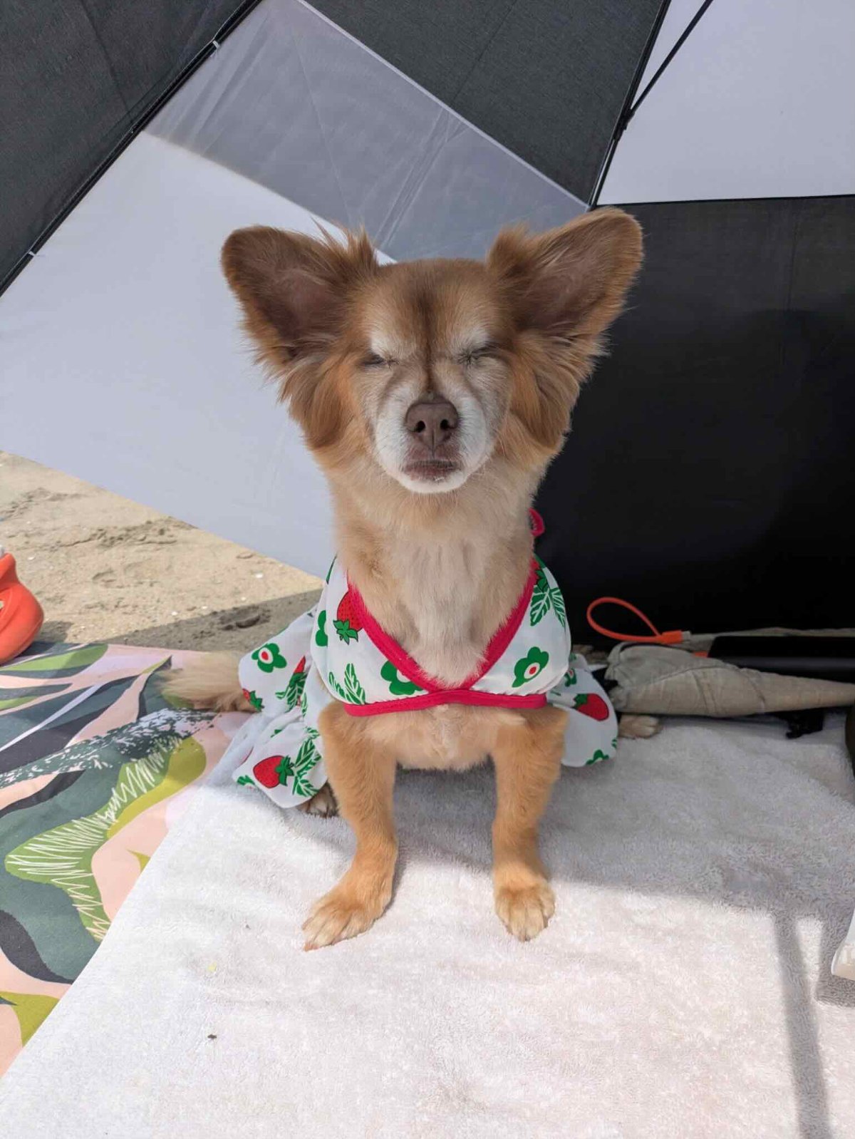 Dog 1